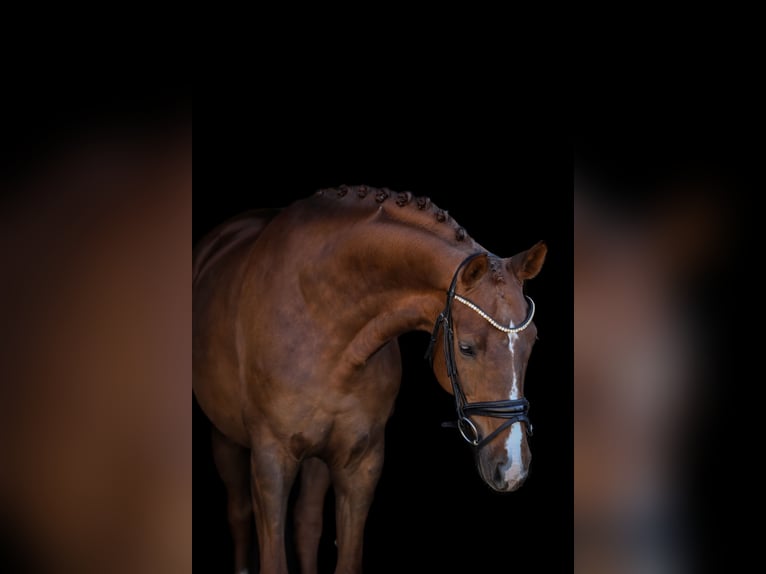 Bavarois Jument 6 Ans 167 cm Alezan brûlé in Bodenkirchen