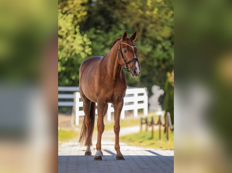 Bavarois Jument 6 Ans 167 cm Alezan brûlé in Bodenkirchen