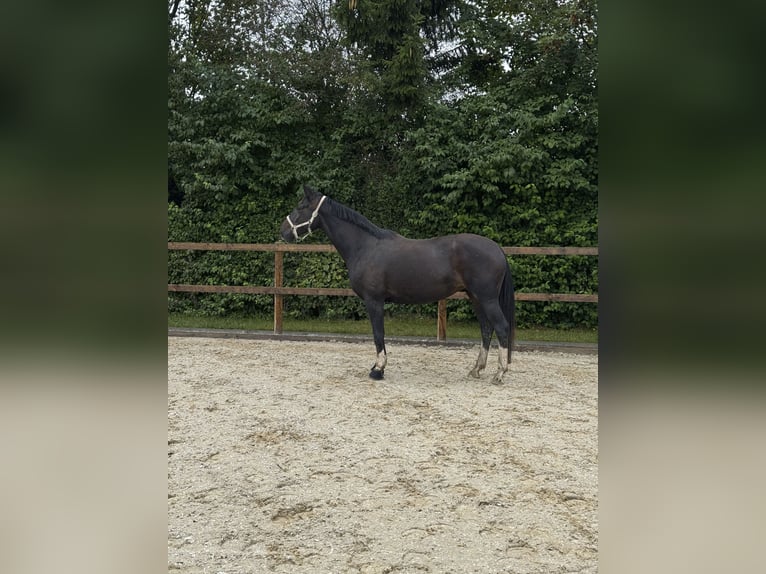 Bavarois Jument 6 Ans 173 cm Bai brun in Buchloe