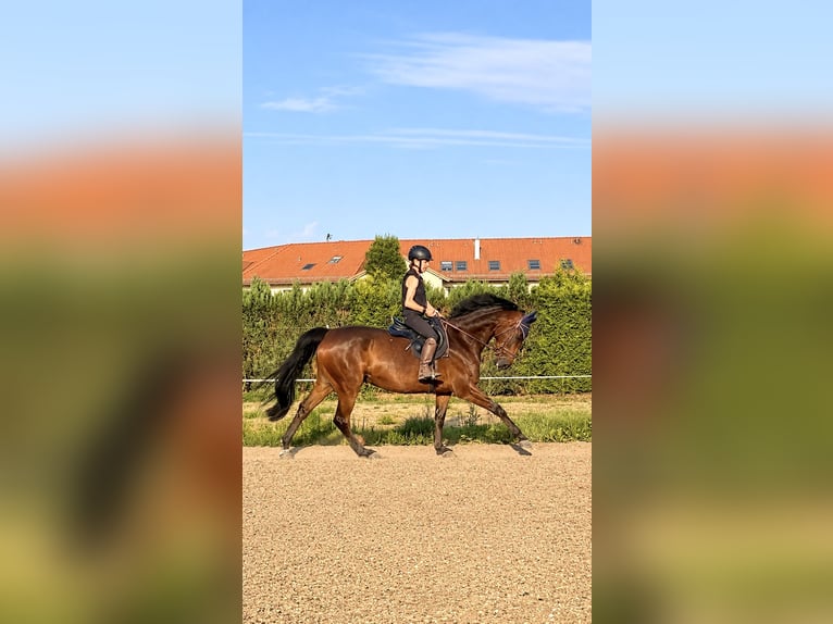 Bavarois Jument 7 Ans 166 cm Bai brun in Altenmünster