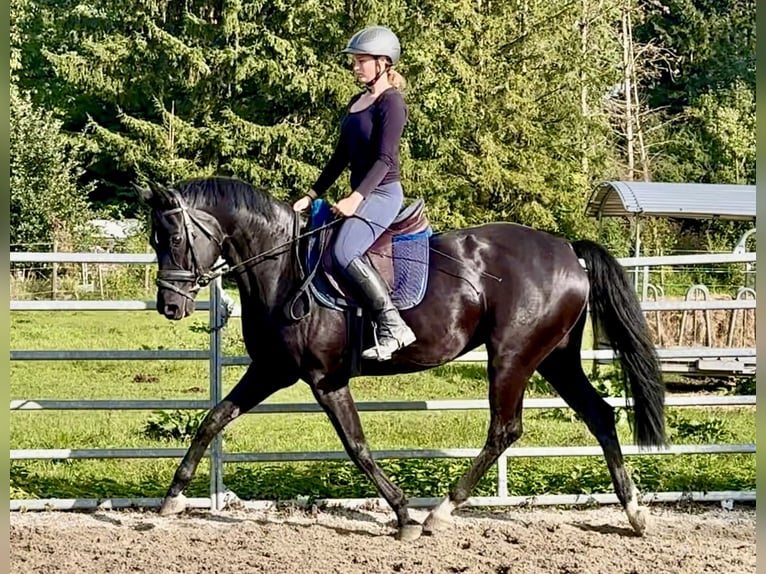 Bavarois Jument 8 Ans 160 cm Noir in Ellgau