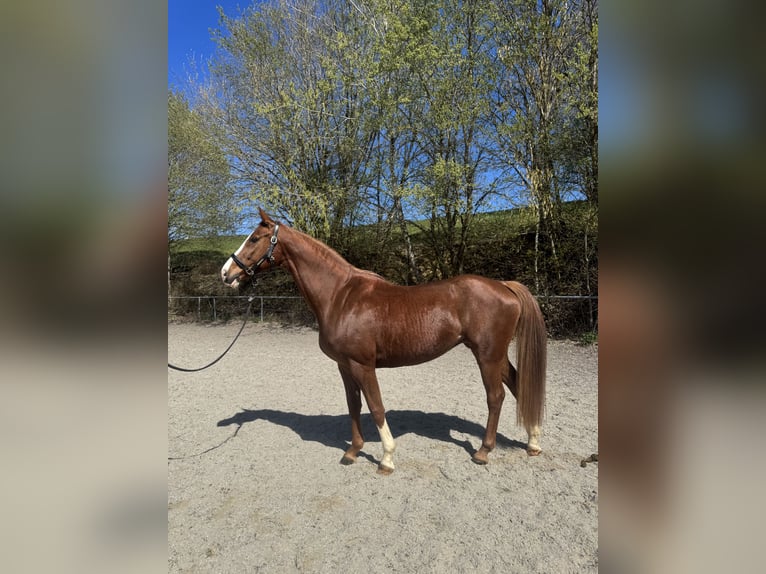 Bavarois Jument 9 Ans 162 cm Alezan in Witzmannsberg