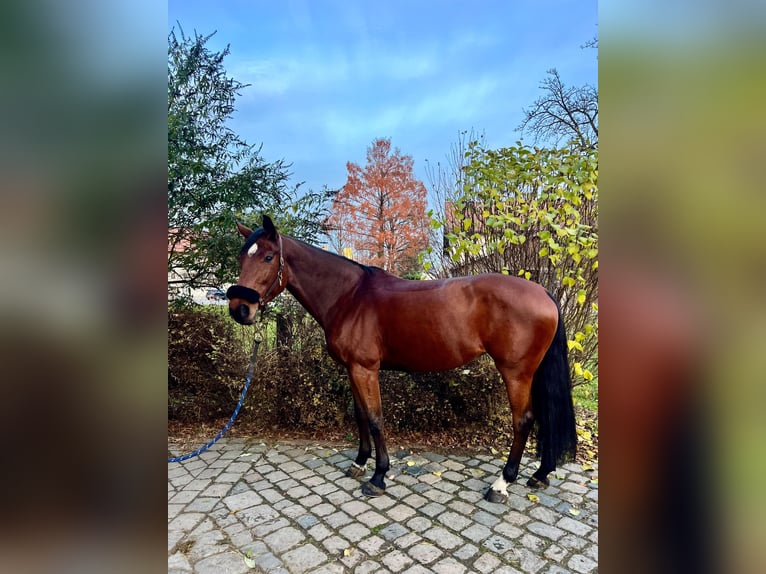 Bavarois Jument 9 Ans 168 cm Bai in Rosenheim