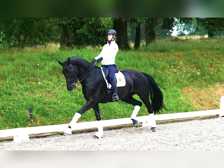 Bavarois Jument 9 Ans 172 cm Noir in Freiensteinau