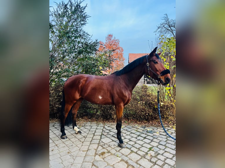 Bawarski koń gorącokrwisty Klacz 10 lat 168 cm Gniada in Rosenheim