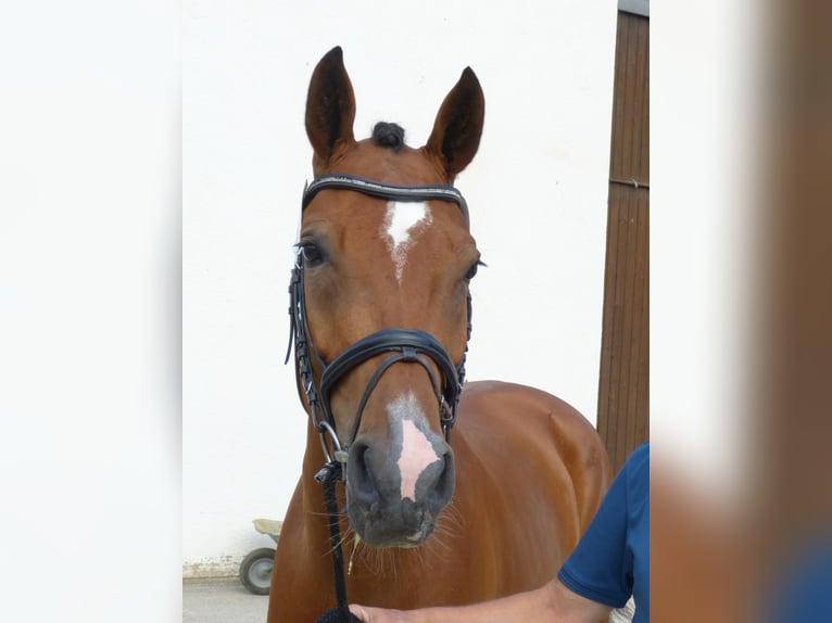 Bawarski koń gorącokrwisty Klacz 10 lat 170 cm Gniada in Erharting