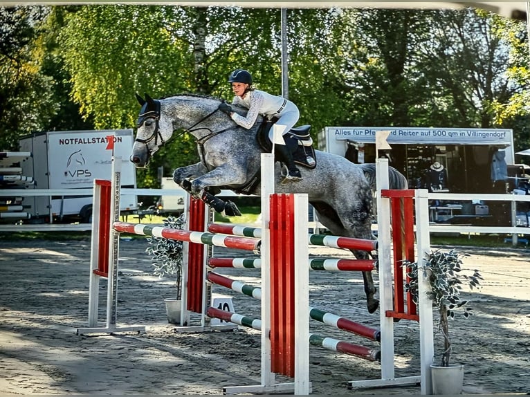 Bawarski koń gorącokrwisty Klacz 11 lat 168 cm Siwa in Dornbirn