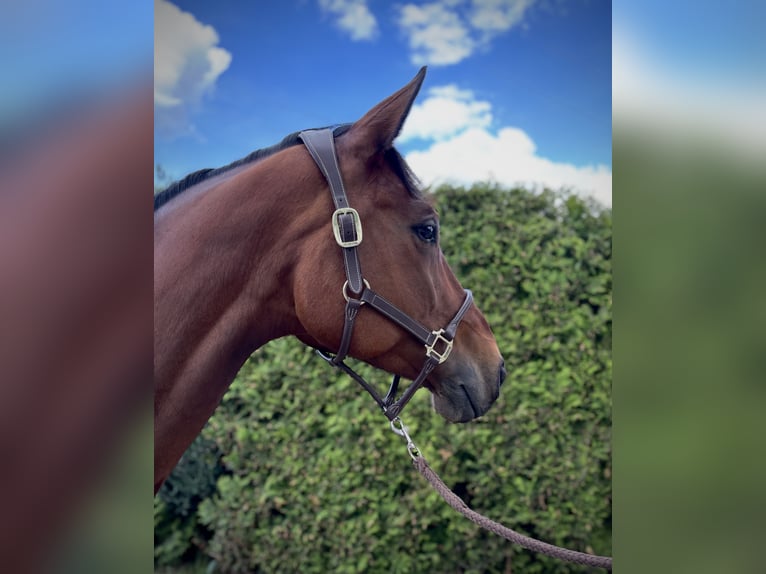 Bawarski koń gorącokrwisty Klacz 11 lat 175 cm Gniada in Limburg an der Lahn