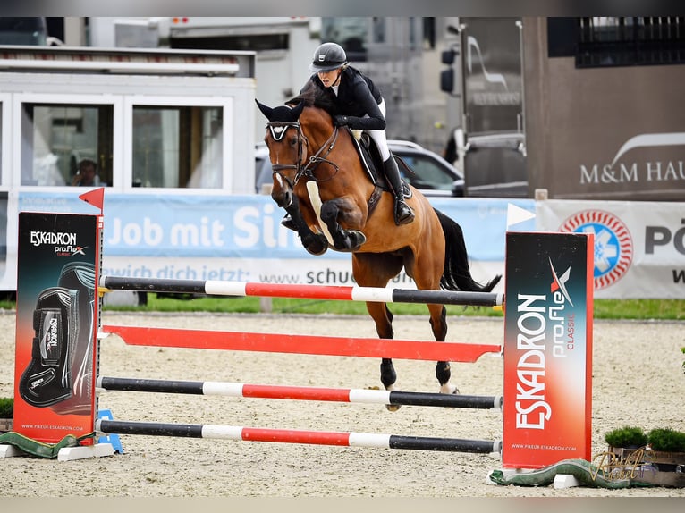 Bawarski koń gorącokrwisty Klacz 12 lat 165 cm Gniada in Aying