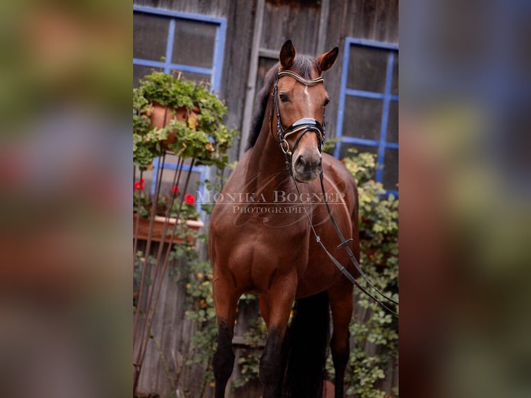 Bawarski koń gorącokrwisty Klacz 12 lat 168 cm Gniada in Laaber