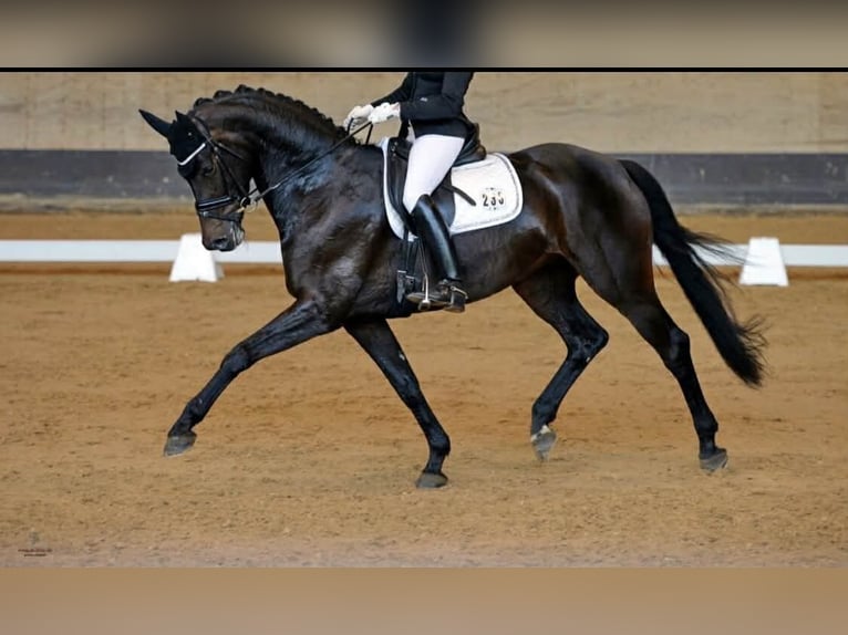 Bawarski koń gorącokrwisty Klacz 12 lat 170 cm Gniada in Rheinberg