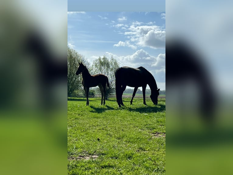 Bawarski koń gorącokrwisty Klacz 12 lat 170 cm Gniada in Rheinberg