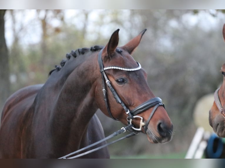 Bawarski koń gorącokrwisty Klacz 12 lat 171 cm Ciemnogniada in Erftstadt