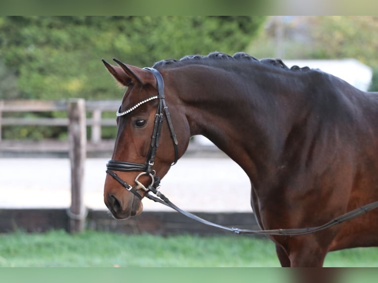 Bawarski koń gorącokrwisty Klacz 12 lat 171 cm Ciemnogniada in Erftstadt