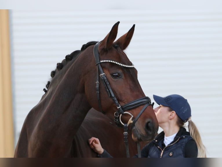 Bawarski koń gorącokrwisty Klacz 12 lat 171 cm Ciemnogniada in Erftstadt