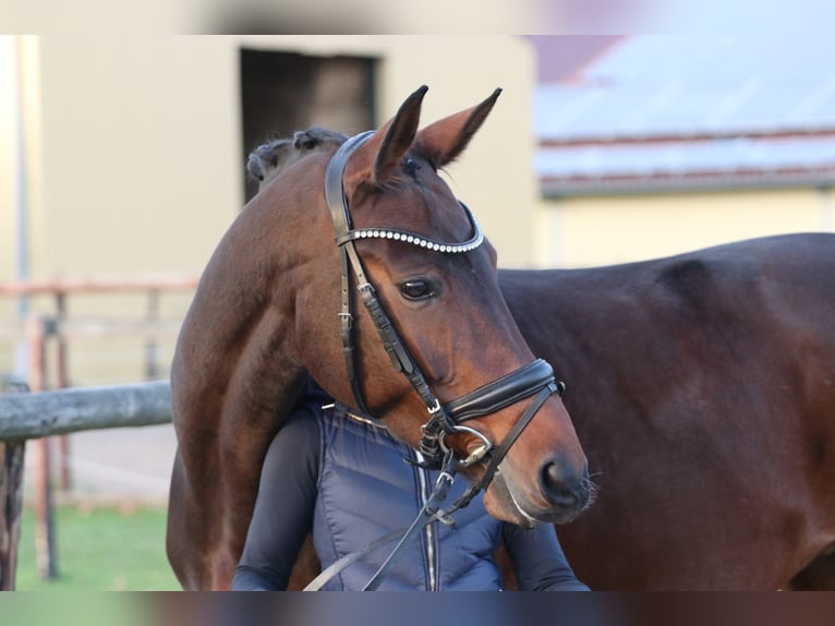 Bawarski koń gorącokrwisty Klacz 12 lat 171 cm Ciemnogniada in Erftstadt