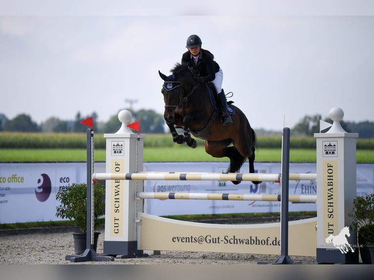 Bawarski koń gorącokrwisty Klacz 13 lat 166 cm Ciemnogniada in Weichs