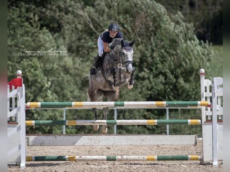 Bawarski koń gorącokrwisty Klacz 13 lat 167 cm Siwa in Buttenheim