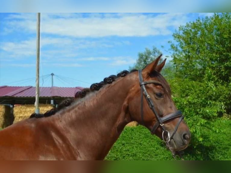 Bawarski koń gorącokrwisty Klacz 13 lat 168 cm Ciemnokasztanowata in Wendelstein