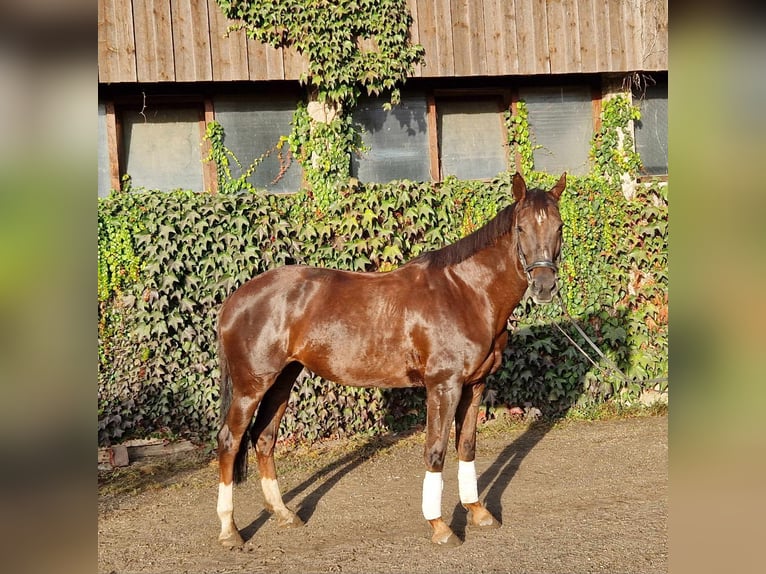 Bawarski koń gorącokrwisty Klacz 13 lat 168 cm Ciemnokasztanowata in Wendelstein