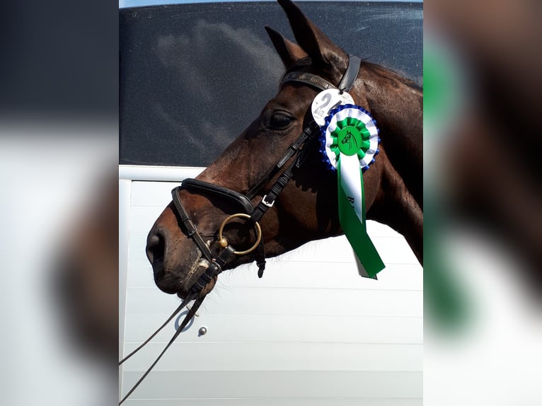 Bawarski koń gorącokrwisty Klacz 13 lat 170 cm Ciemnogniada in Kulmbach