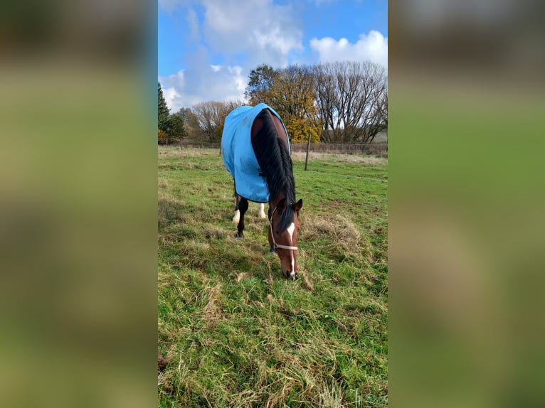 Bawarski koń gorącokrwisty Klacz 13 lat 170 cm Gniada in Freiensteinau