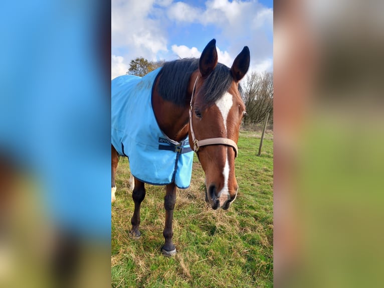 Bawarski koń gorącokrwisty Klacz 13 lat 170 cm Gniada in Freiensteinau