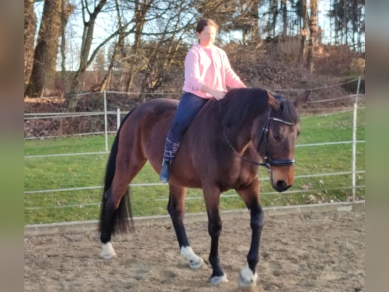 Bawarski koń gorącokrwisty Klacz 13 lat 172 cm Ciemnogniada in Dietersburg