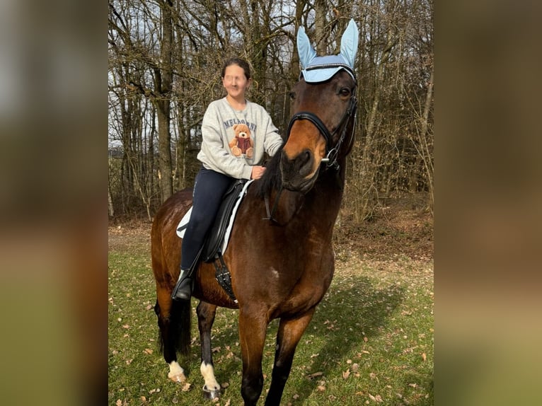 Bawarski koń gorącokrwisty Klacz 13 lat 172 cm Ciemnogniada in Dietersburg