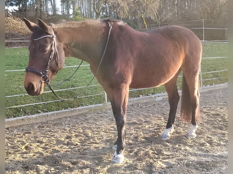 Bawarski koń gorącokrwisty Klacz 13 lat 172 cm Ciemnogniada in Dietersburg