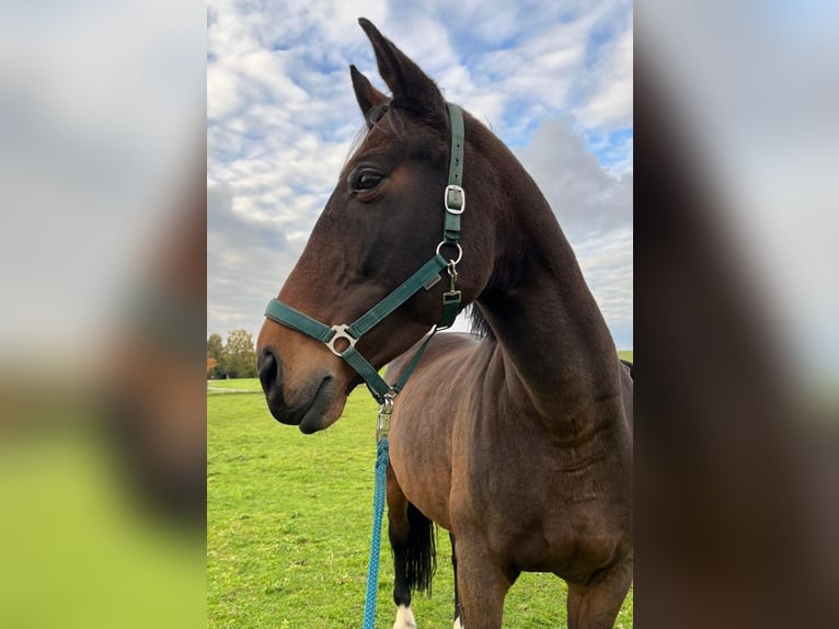 Bawarski koń gorącokrwisty Klacz 13 lat 172 cm Ciemnogniada in Dietersburg