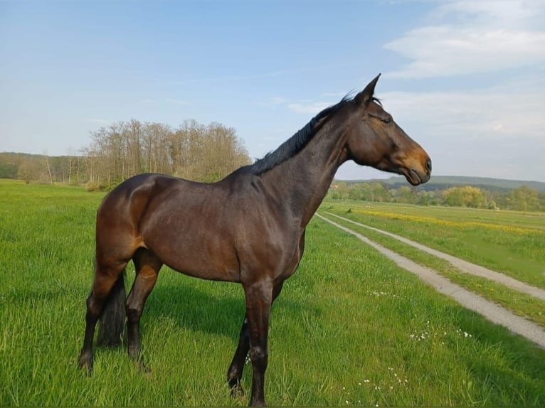 Bawarski koń gorącokrwisty Klacz 13 lat 173 cm Skarogniada in Kulmbach