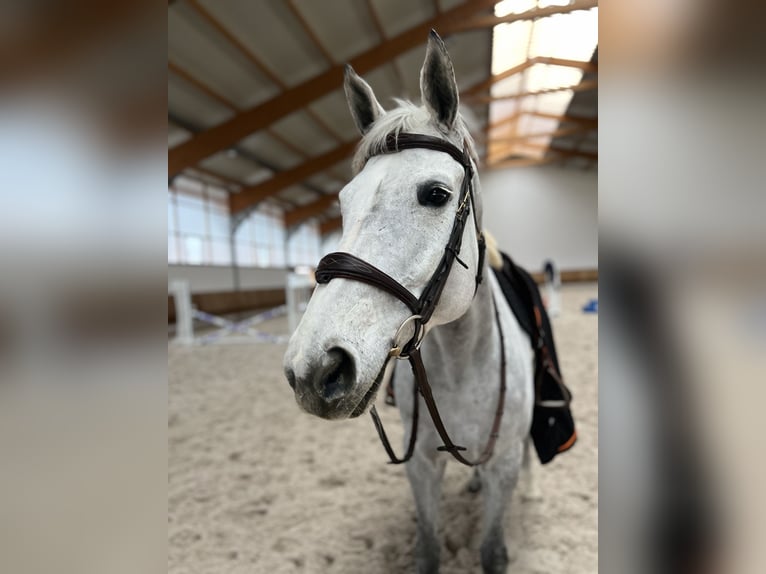 Bawarski koń gorącokrwisty Klacz 13 lat Siwa jabłkowita in Russy