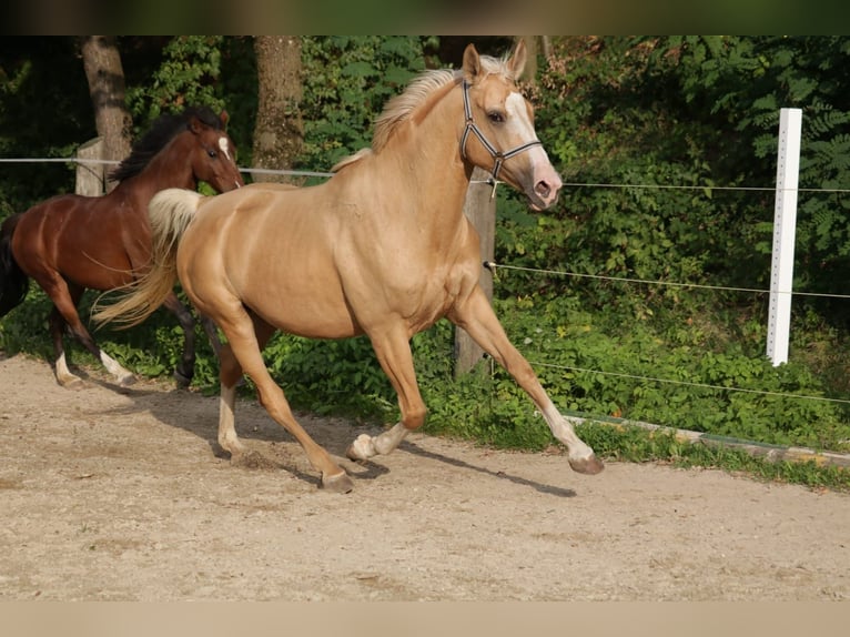 Bawarski koń gorącokrwisty Klacz 14 lat 160 cm Izabelowata in Vierkirchen