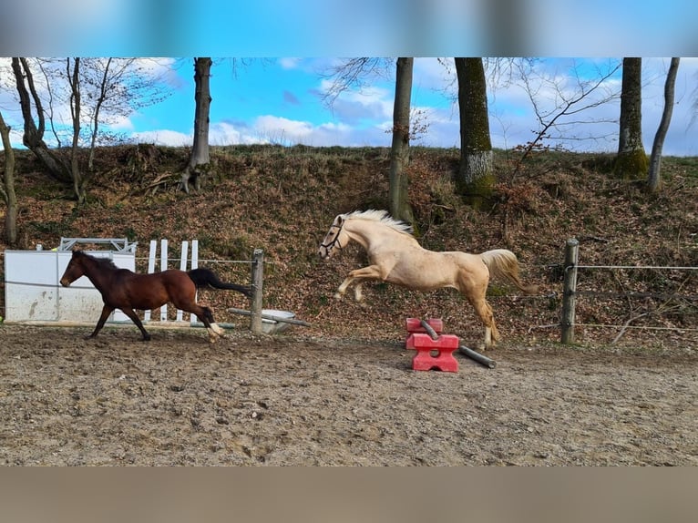 Bawarski koń gorącokrwisty Klacz 14 lat 160 cm Izabelowata in Vierkirchen