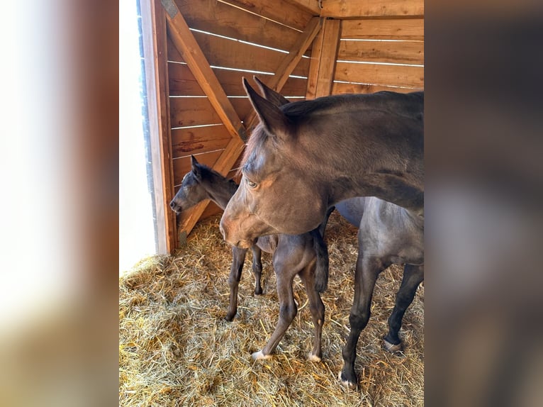 Bawarski koń gorącokrwisty Klacz 14 lat 165 cm Ciemnogniada in Waldkirch