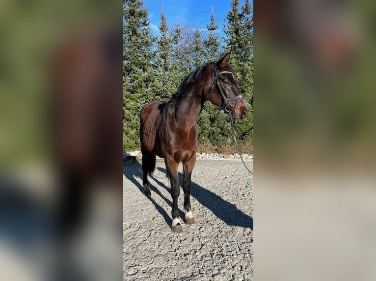 Bawarski koń gorącokrwisty Klacz 14 lat 165 cm Ciemnogniada in Drackenstein