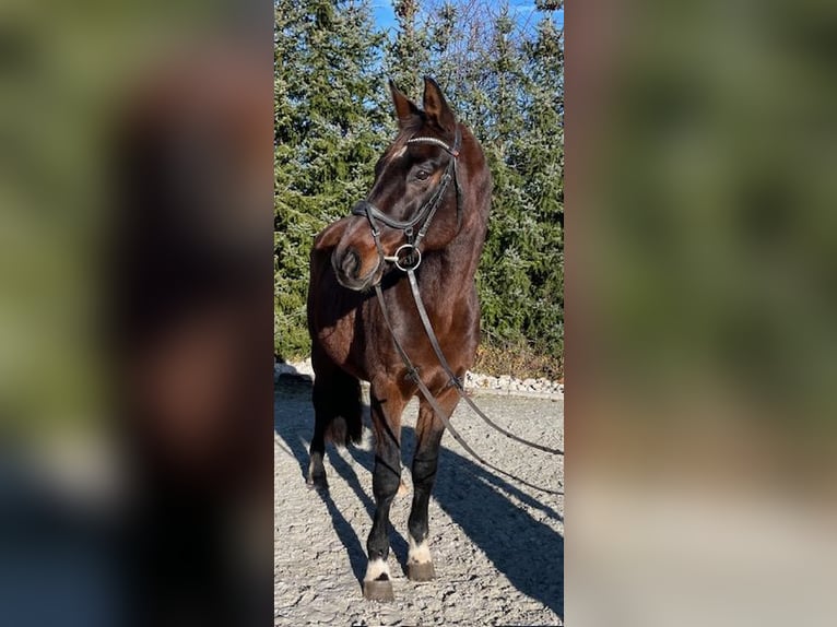 Bawarski koń gorącokrwisty Klacz 14 lat 165 cm Ciemnogniada in Drackenstein