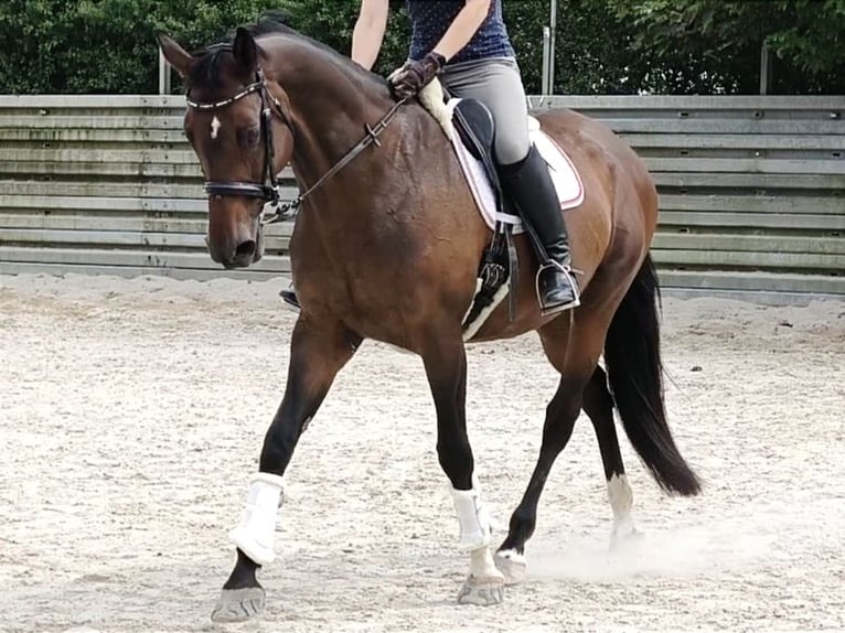 Bawarski koń gorącokrwisty Klacz 14 lat 165 cm Gniada in Hollfeld