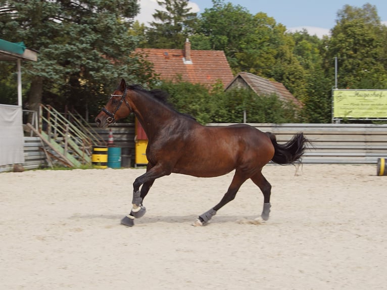 Bawarski koń gorącokrwisty Klacz 14 lat 165 cm Gniada in Hollfeld