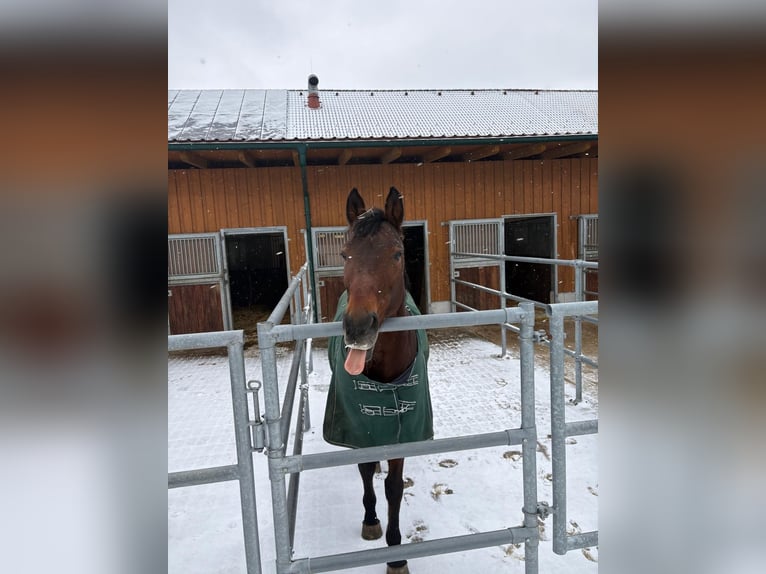 Bawarski koń gorącokrwisty Klacz 14 lat 168 cm Gniada in Kirchdorf an der Krems