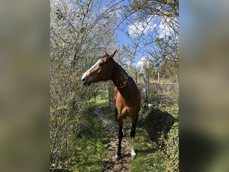 Bawarski koń gorącokrwisty Klacz 14 lat 168 cm Gniada in Kastl