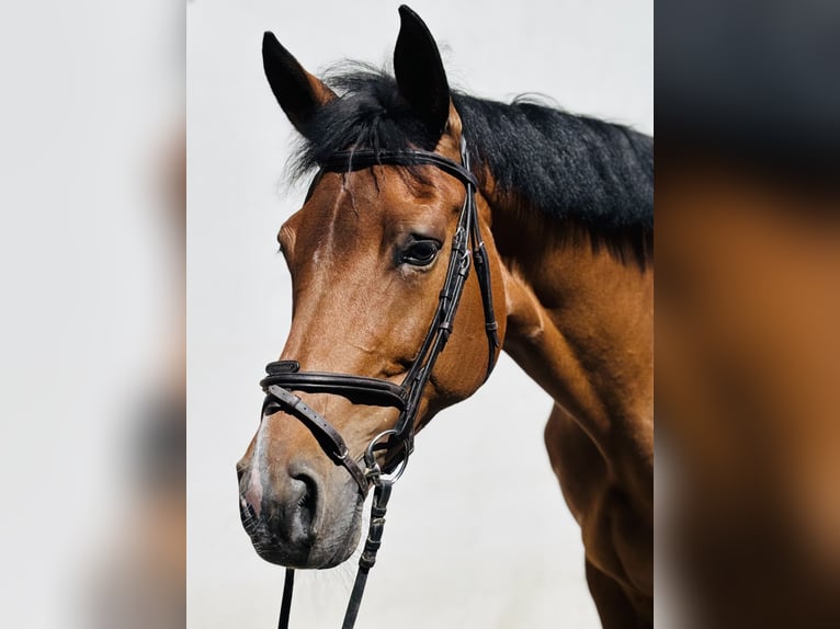 Bawarski koń gorącokrwisty Klacz 14 lat 168 cm Gniada in Memmingen