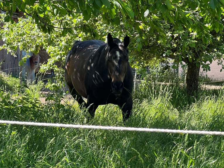 Bawarski koń gorącokrwisty Klacz 14 lat 174 cm Gniada in Rögling