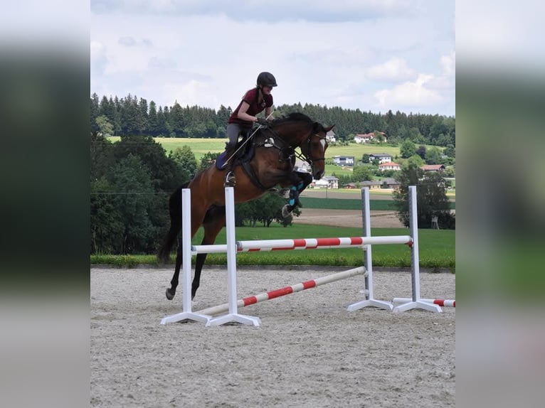 Bawarski koń gorącokrwisty Klacz 14 lat 175 cm Gniada in Frankenburg