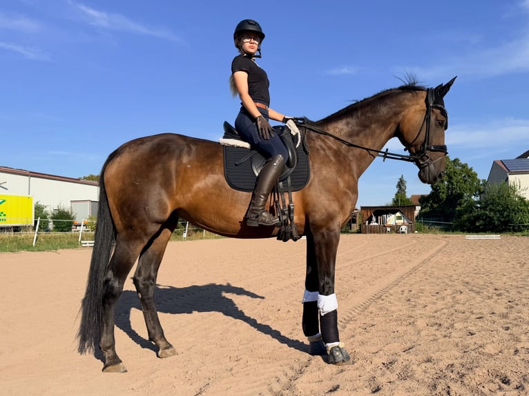 Bawarski koń gorącokrwisty Klacz 14 lat 178 cm Ciemnogniada in Uehlfeld
