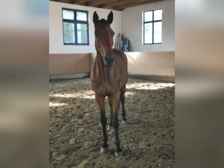 Bawarski koń gorącokrwisty Klacz 14 lat 178 cm Gniada in Kaufbeuren