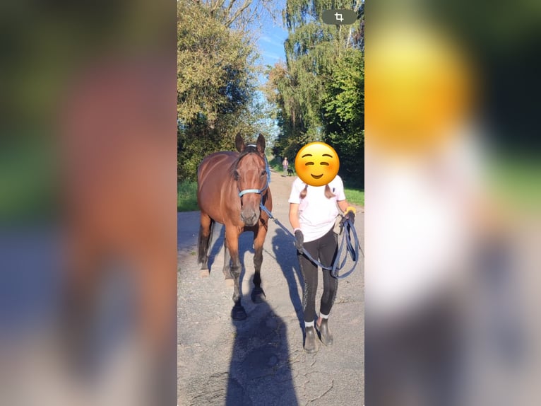 Bawarski koń gorącokrwisty Klacz 15 lat 162 cm Ciemnogniada in Darmstadt