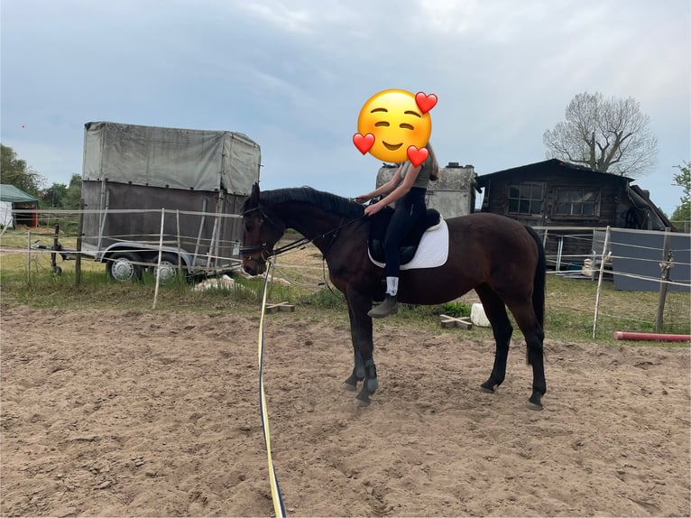 Bawarski koń gorącokrwisty Klacz 15 lat 162 cm Ciemnogniada in Darmstadt