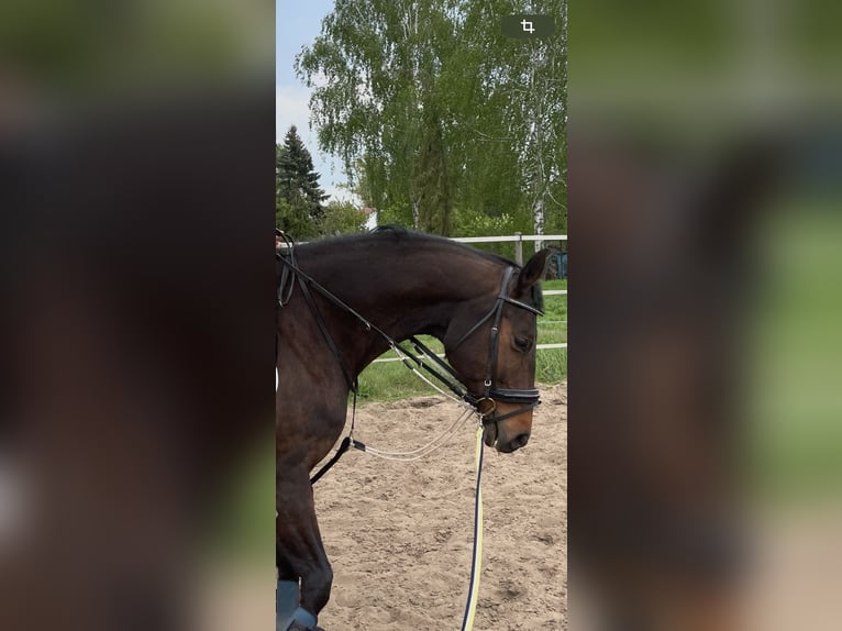 Bawarski koń gorącokrwisty Klacz 15 lat 162 cm Ciemnogniada in Darmstadt